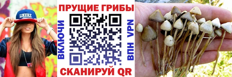 что такое   Белоусово  Псилоцибиновые грибы Psilocybine cubensis 